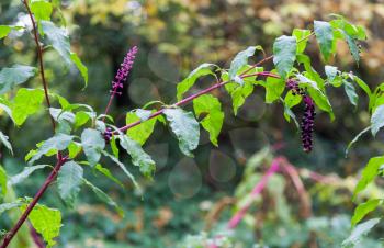 Close-up Pokeweed plant