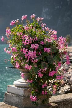 An urn filled with flowering geraniums on the shore of Lake Garda
