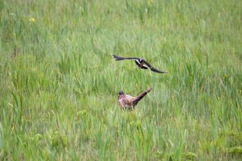 Lapwing attacking Pheasant near nesting site