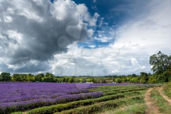 Lavender field in full bloom in Banstead