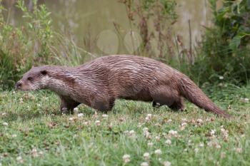 Otter walking along the waters edge