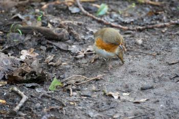 Close-up of an alert Robin standing on wet muddy path