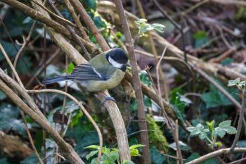 Great Tit perched on a branch