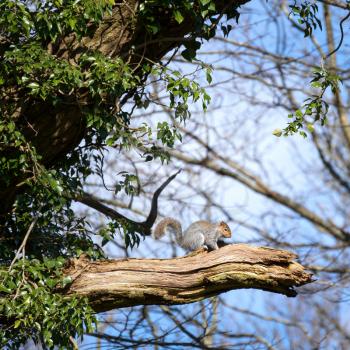 Grey Squirrel (Sciurus carolinensis)  looking for grubs and insects
