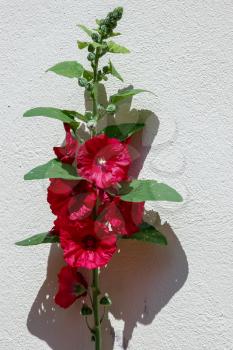 Red Hollyhock (alcea) flowering against a wall in Strasbourg