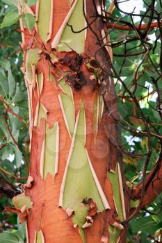 Pacific Madrona tree (Arbutus menziesii)