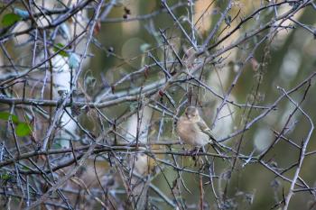 Female Common Chaffinch (Fringilla coelebs) perched in a tree on a chilly December day