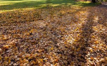 Plane tree leaves fallen to the ground