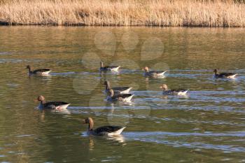 Greylag Geese at Warnham Nature Reserve