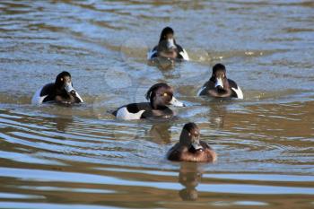 Tufted Ducks (aythya fuligula) on the water at Warnham Nature Reserve