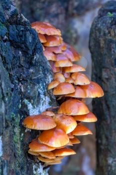 Velvet Shank fungi (Flammulina velutipes)