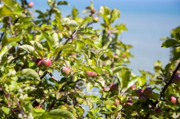 Apple tree growing wild on the cliffs above Eastbourne