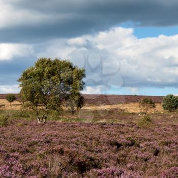 Field of Heather near Scarborough North Yorkshire