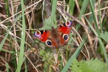 European Peacock butterfly (Inachis io) resting on half eaten leaf