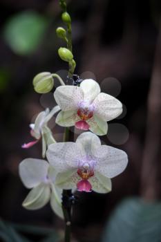 Orchid flowering in Tenerife