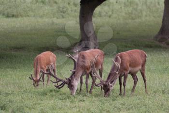Red Deer stags grazing on grassland in Surrey