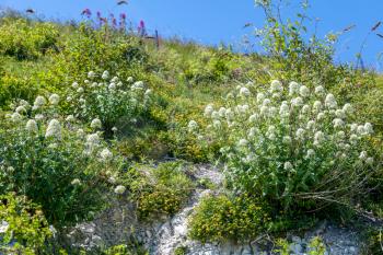 White Valerian (Centranthus ruber alba) growing on cliffs at Eastbourne