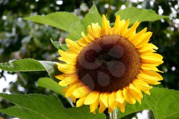 Magnificent Sunflower in full bloom