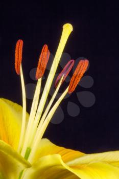 Lily (lilium) close-up