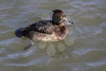 Tufted Duck (aythya fuligula)
