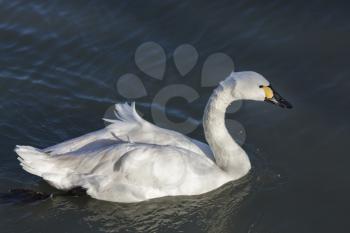 Whooper Swan cygnus cygnus