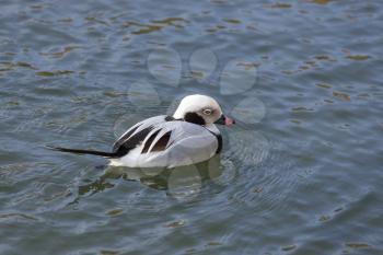 Long-tailed Duck or Oldsquaw (clangula hyemalis)
