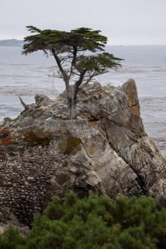 Monterey Cypress Tree on the Carmel Coast