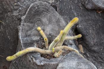 Cactus growing in dead tree trunk