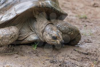 Possibly a Seychelles Giant Tortoise (Dipsochelys hololissa) extinct species