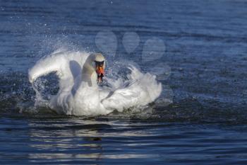 Mute Swan (Cygnus olor) thrashing about in the water