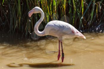 Greater Flamingo (phoenicopterus roseus)