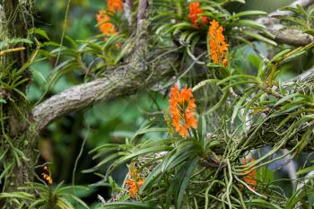 Orange Orchid growing on a tree