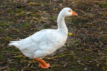 Goose walking along the riverbank of the Great Ouse in Ely