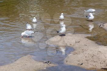 A group of Red-billed Gulls (Chroicocephalus scopulinus)