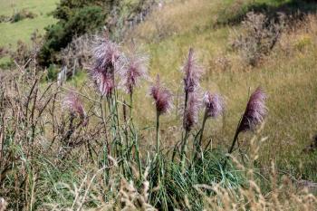 Pink Pampas Grass (Cortaderia selloana (Schult. et Schult.f.) Asch. et Graebn.) growing wild in New Zealand