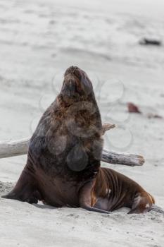 New Zealand Sea Lion (Phocarctos hookeri)