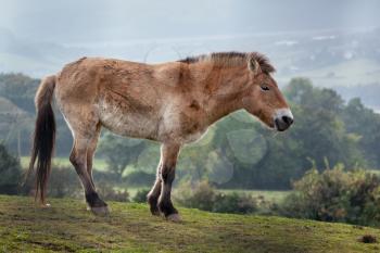 Przewalski's horse (Equus ferus)