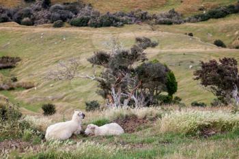 Sheep on the Otago Peninsula