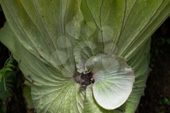 Close-up of the Leaves of Platycerium superbum