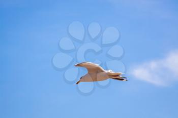 Common Seagull (larus larus) in Flight