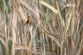 The Gatekeeper or Hedge Brown (Pyronia tithonus) butterfly resting on a stem of Barley