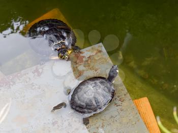Terrapins in the Moat Around the Bandstand in Tavira Portugal