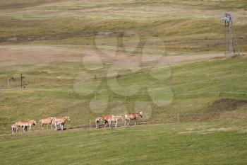 Palomino horses in the Dolomites near Ortesei St Ulrich, South Tyrol, Italy