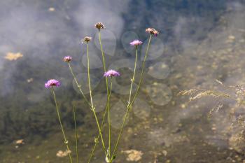 Aster Alpinus flowers growing wild in the Dolomites by Lake Misurina