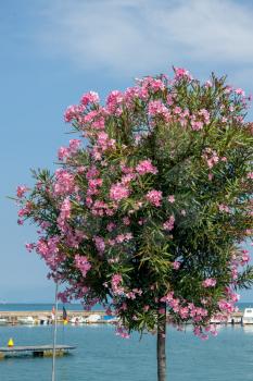 Pink Oleander shrub flowering on the shore of Lake Garda in Peschiera del Garda