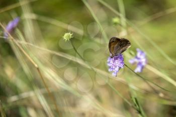 Meadow Brown Butterfly (Maniola jurtina) feeding on wildflower in Italy