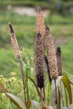 Foxtail Bristle Grass (Setaria italica P. Beauv) growing in a garden in italy
