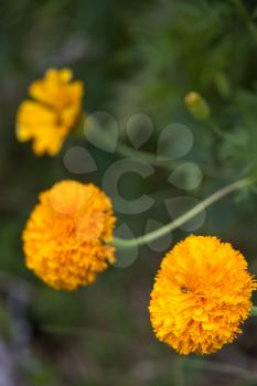 Golden Marigold (Tagetes erecta) growing in a garden in Italy