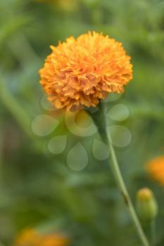 Golden Marigold (Tagetes erecta) growing in a garden in Italy