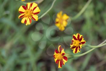 French Marigold (Tagetes patula) growing in a garden in Italy